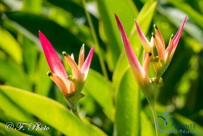 Les candidates 2021 au Jardin des Mille et Une Saveurs à Saint-André Les candidates 2021 au Jardin des Mille et Une Saveurs à Saint-André