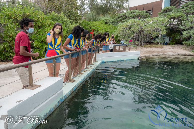 Les candidates visitent Kélonia, l'observatoire des tortues marines Les candidates visitent Kélonia, l'observatoire des tortues marines