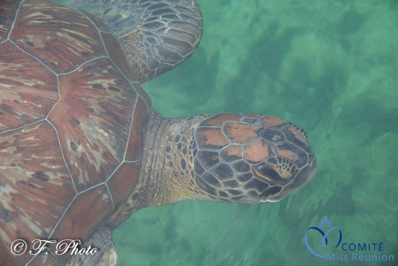 Les candidates visitent Kélonia, l'observatoire des tortues marines