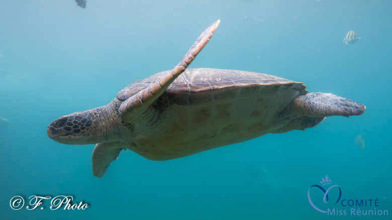 Les candidates visitent Kélonia, l'observatoire des tortues marines