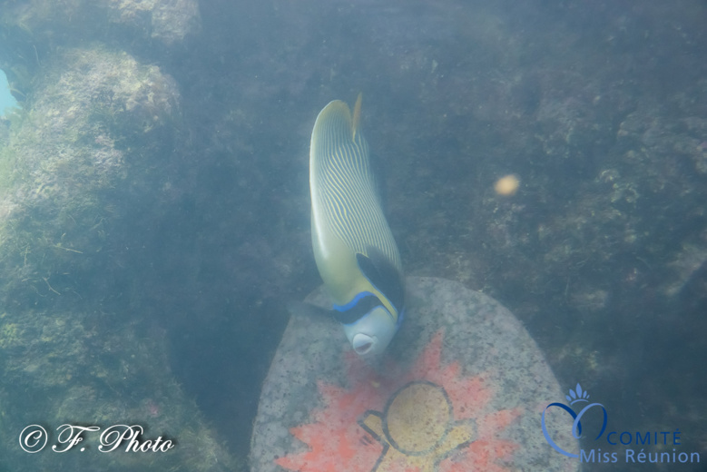 Les candidates visitent Kélonia, l'observatoire des tortues marines Les candidates visitent Kélonia, l'observatoire des tortues marines