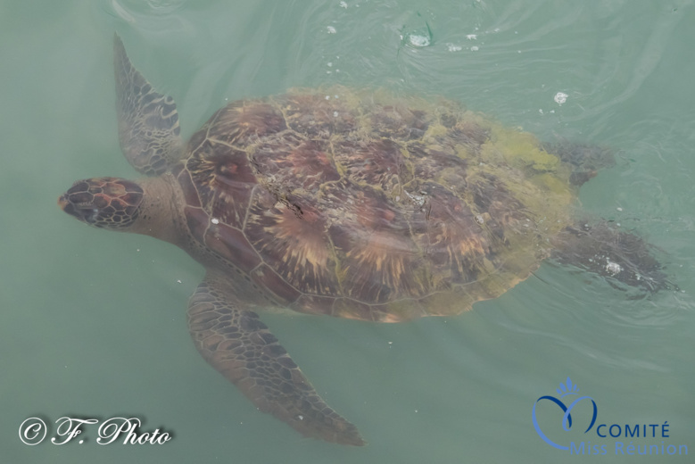 Les candidates visitent Kélonia, l'observatoire des tortues marines