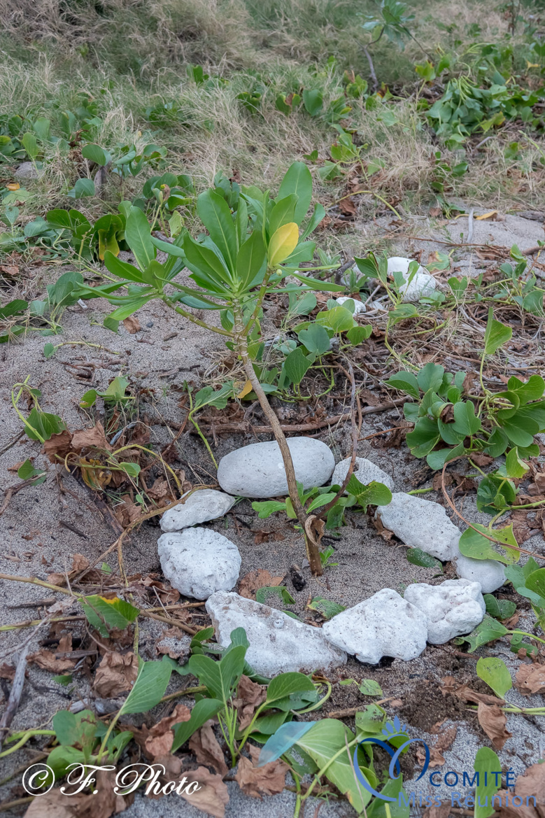 Les candidates visitent Kélonia, l'observatoire des tortues marines