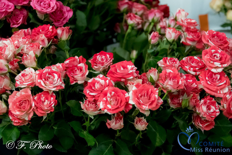 Les candidates 2021 Au Pays des Fleurs...