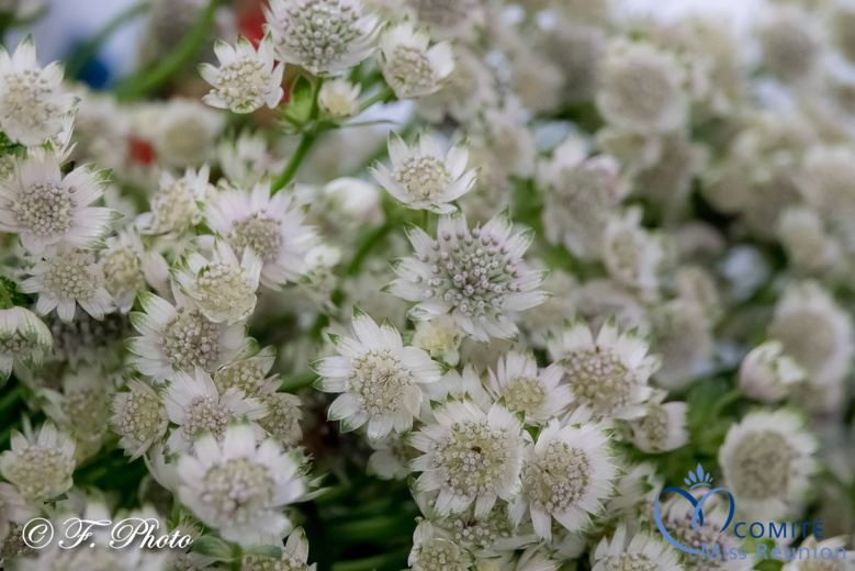 Les candidates 2021 Au Pays des Fleurs... Les candidates 2021 Au Pays des Fleurs...