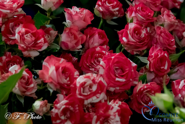 Les candidates 2021 Au Pays des Fleurs... Les candidates 2021 Au Pays des Fleurs...