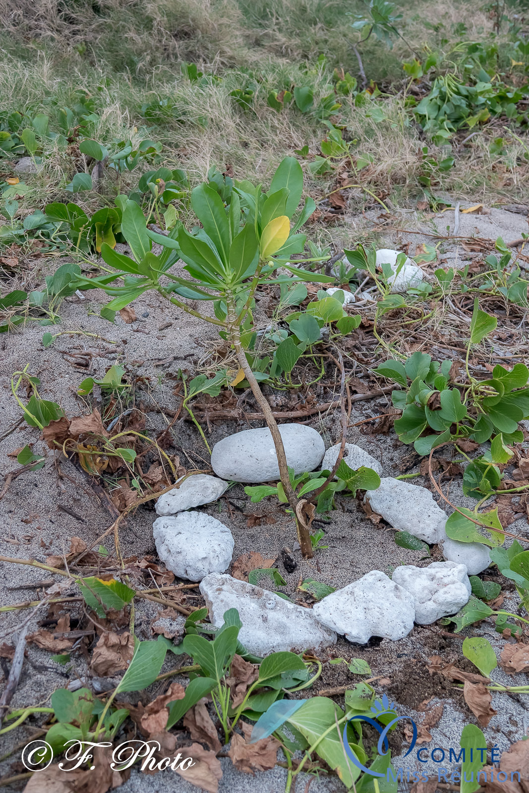 Les candidates visitent Kélonia, l'observatoire des tortues marines